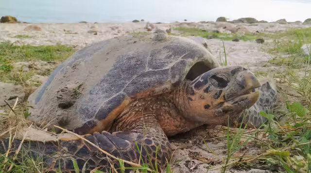 Tortugas enfrentan grave amenaza en Seybaplaya