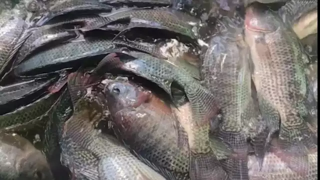 El 50 por ciento de las granjas de Tilapia ubicadas en el municipio de Carmen fueran abandonadas durante dos años de pandemia
