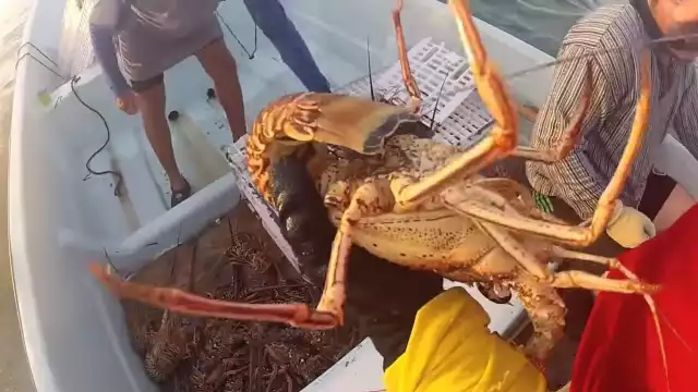 El año pasado el costo del producto se desplomó hasta 60%