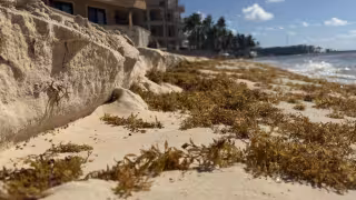 Recuperación de playas en Playa del Carmen requiere MIA y tardaría hasta un año, advierten