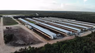 SCJN ordena revisar amparo de comunidades mayas contra norma de granjas porcícolas en Yucatán