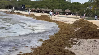 Sargazo afecta las costas  y la imagen turística de Playa del Carmen