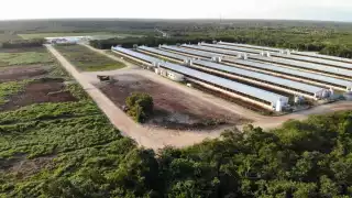 Avanza censo de evaluación y regulación de granjas porcícolas en Yucatán