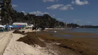 Empresarios de Riviera Maya piden a legisladores federales atender contingencia ambiental por sargazo