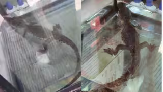 Aseguraron una cría de cocodrilo en un tianguis de Cancún; la ofrecían en mil 500 pesos