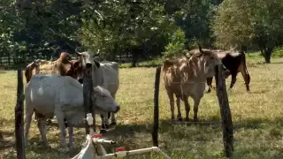 Ante la alerta de una posible creciente en el río Palizada, los ganaderos serían reubicados