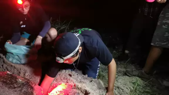 Al tortugero de San Lorenzo llega la tortuga de carey que es la especie protegida más importante de Campeche Al tortugero de San Lorenzo llega la tortuga de carey que es la especie protegida más importante de Campeche