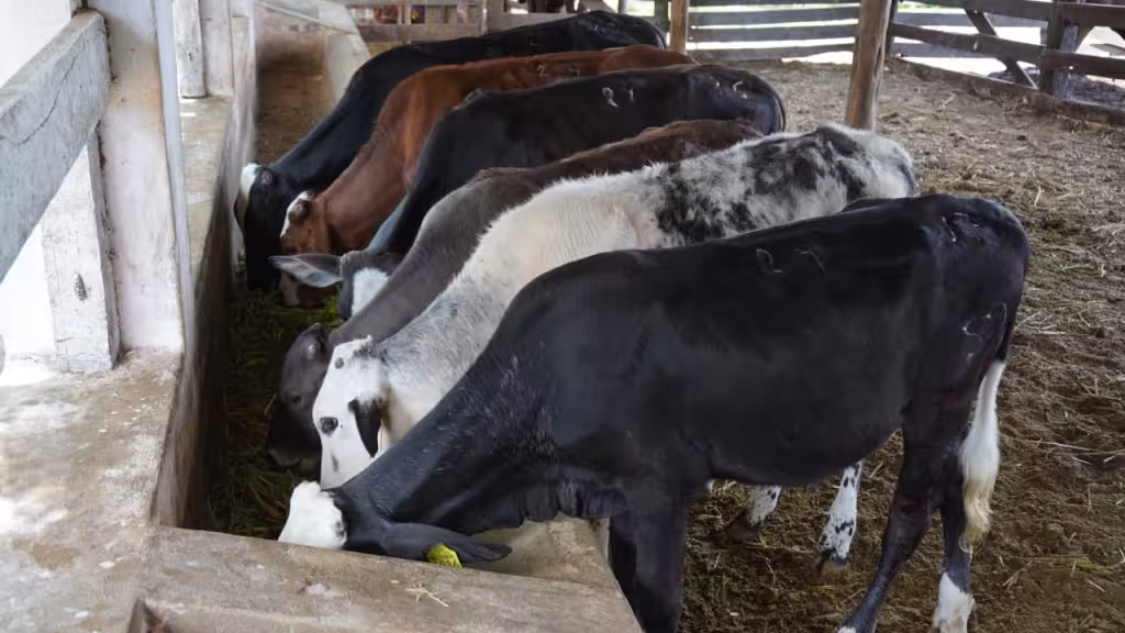 Alerta por gusano barrenador en Yucatán: confirman dos nuevos casos en personas
