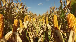 Campesinos de Campeche recuperan precio de garantía del maíz