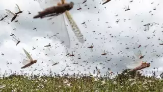 Se detectaron tres mangas de langosta