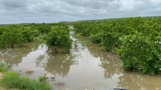 Productores de Hopelchén reportan graves afectaciones por inundaciones