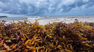 Las playas 72, 88 y Punta Esmeralda en Playa del Carmen registran un grave acumulamiento de sargazo.
