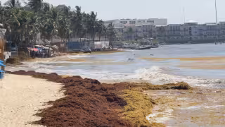 Prestadores exigen reforzar combate al sargazo en Playa del Carmen