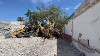 Tras tala del árbol milenario “El Álamo”, denuncian derribar otros cuatro en predio de Playa del Carmen