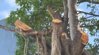 Activistas denuncian tala de árboles en Playa del Carmen