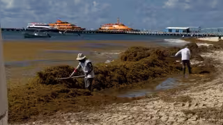 Playa del Carmen pierde doble certificación ambiental en 14 playas