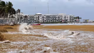 Prestadores turísticos alertan colapso por recale de sargazo en Playa del Carmen