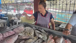 “Gato por liebre”: fraude sistemático en especies marinas