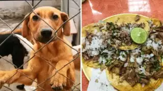 En una taquería de CDMX tomaron la fotografía de una presunta cabeza de perro sobre la tabla de picar