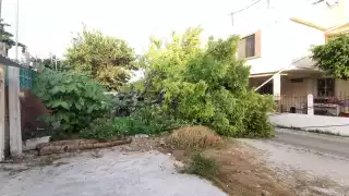 La caída del árbol generó caos vehicular
