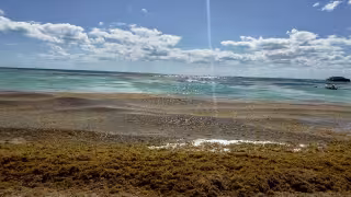 El impacto ambiental que ha tenido el sargazo en el destino es muy alto.