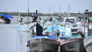 Pesca furtiva de langosta pone en riesgo próxima temporada en costas de Yucatán