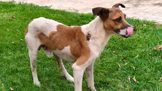 Escárcega y Calkiní tienen tres caninos con gusano barrenador en el cuerpo