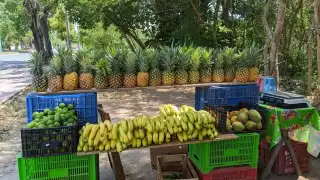 La variedad más demandada de esta fruta es la gota de miel, misma que se cultiva en los municipios de Felipe Carrillo Puerto, Bacalar, José María Morelos