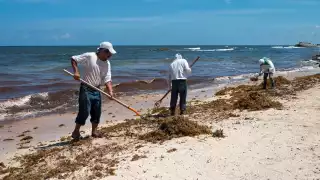 COQCYT revelará los resultados de los estudios sobre el sargazo