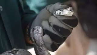 Registran el incremento del avistamiento de serpientes en la urbe, derivado de las recientes lluvias