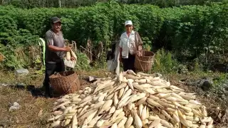 Pobladores abandonan el campo por siembras difíciles y la indiferencia de las nuevas generaciones