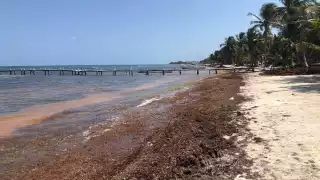 Mahahual recibe un segundo recale masivo de sargazo en lo que va del 2021