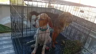 Rescate en Campeche: dos perros cayeron a un pozo, solo uno fue reclamado