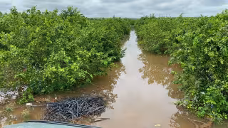 Cítricos, platanales, mangos, aguacates y papayas presentan afectaciones.