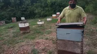 Cientos de abejas han muerto en sus colmenas en Hopelchén