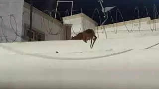 Vecinos alertan maltrato tras rescatar perros en alambres de púas