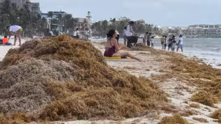 Sargazo y erosión golpean playas de Playa del Carmen; denuncian abandono