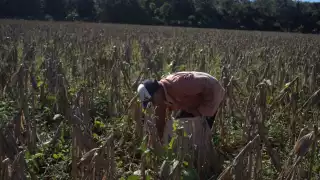 Algunos reciben ayuda del programa “peso a peso”,