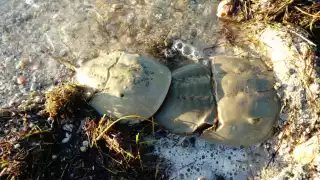 Los hombres fueron descubiertos en aguas de la ciénaga, capturando a esta criatura prehistórica y en peligro de extinción para vender el kilo en 100 pesos