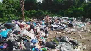 ¿Cuántas veces ha cometido ecocidio el personal de Servicios públicos en Playa del Carmen?