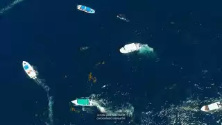 Ambientalistas y permisionarios buscan acortar la temporada de avistamiento, ya que en mayo y junio apenas se ven ejemplares