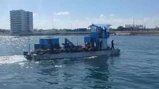 La presencia del sargazo genera grandes afectaciones en materia de turismo