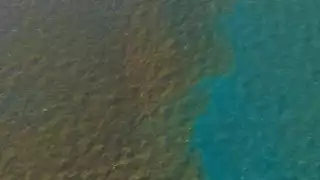 Se están realizando muestreos tanto en la orilla de la playa como mar adentro para garantizar la tranquilidad de las familias