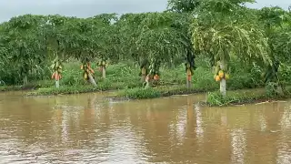 Sin apoyo a papayeros tras pérdidas