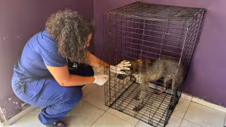 Los perros quedaron a disposición de la hermana del dueño fallecido
