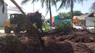 Durante las últimas semanas, habían estado trabajando a mano, con carretillas y de manera escalonada con la finalidad de poder retirar el alga de las playas