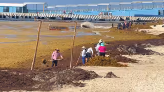 Implacable el recale de sargazo en Playa del Carmen y deteriora la economía