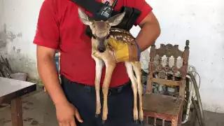 La cría de venado fue rescatada en Campeche