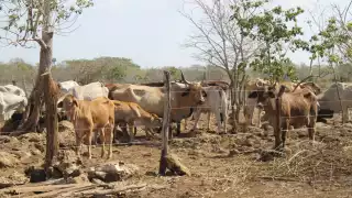 Los productores venden a sus animales al no tener para alimentarlos