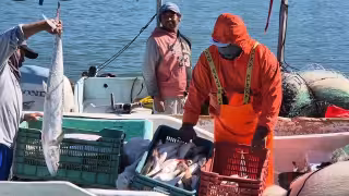 Pescadores reportan baja en la captura de sierra en el litoral de Champotón.